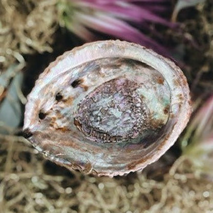 Abalone Shell