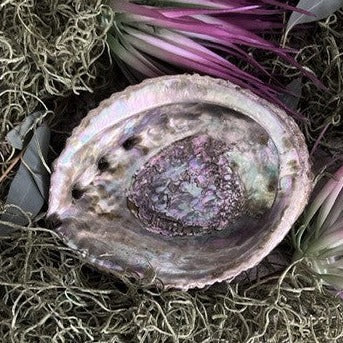 Abalone Shell