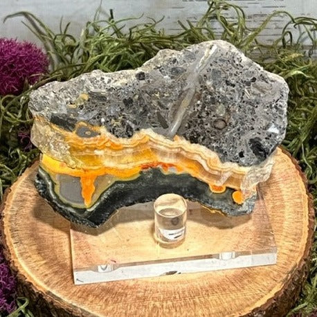 Bumblebee Jasper Slab